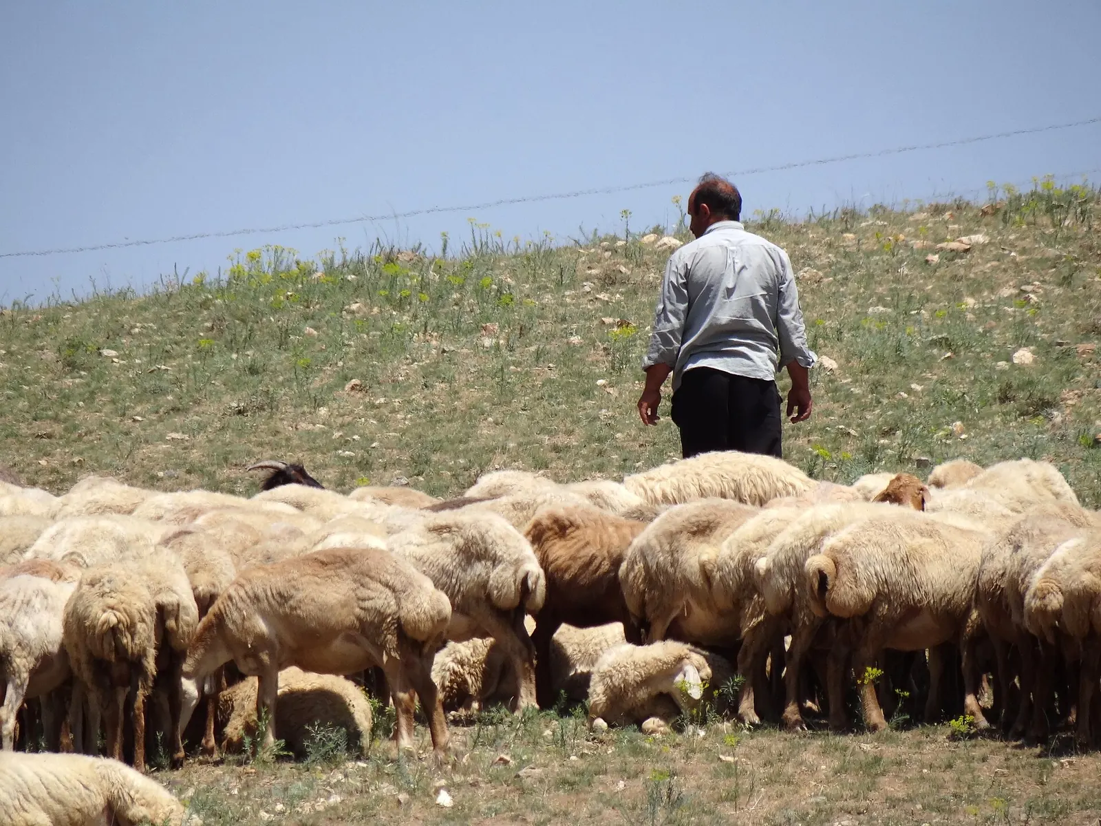 مکمل معدنی دام سبک
